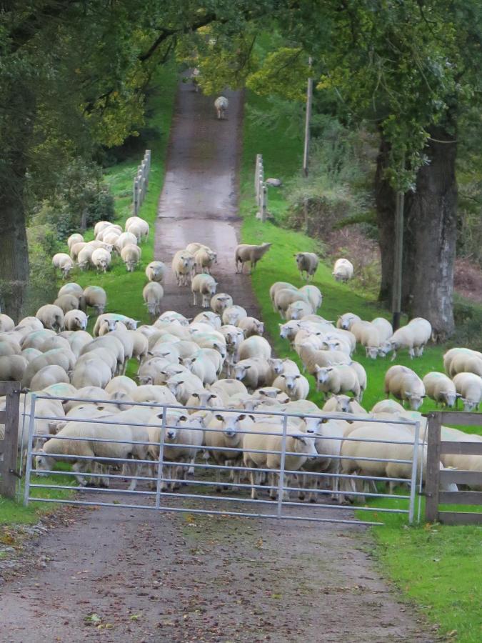 La Ferme De Pomereix Le Dorat Eksteriør bilde